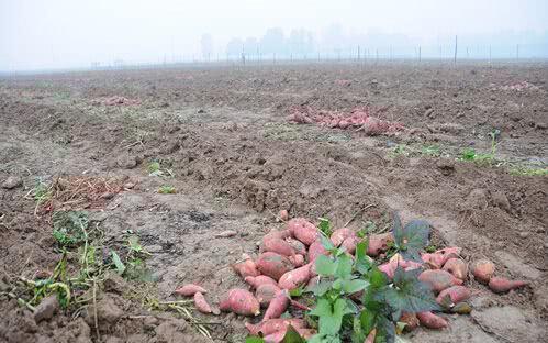 紅薯滯銷，汗水與淚水交織的秋收之痛