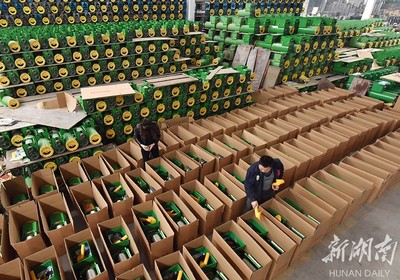 備戰雙十一，薯類產品銷售攻略