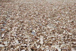 深圳市榮謙貿易 精選薯類產品清單與專業銷售服務